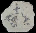 Metasequoia (Dawn Redwood) Fossil Plate - Montana #52173-1